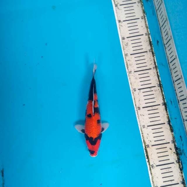 Hi showa 25cm