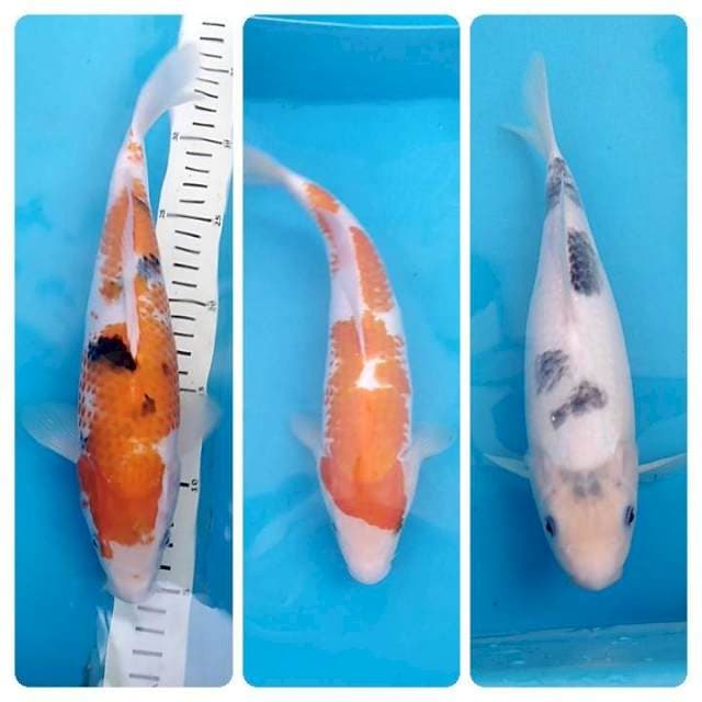 Paket kanoko