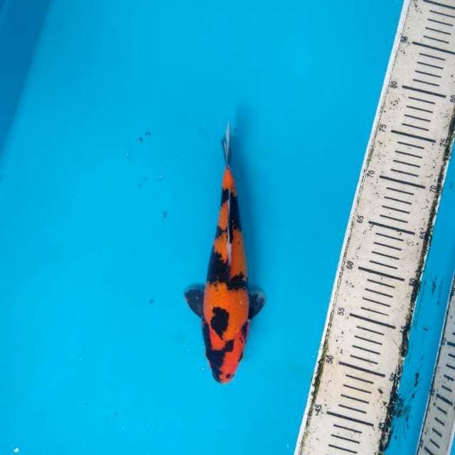 Hi Utsuri 26cm