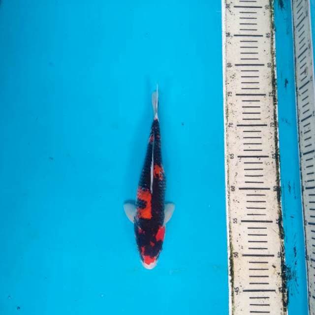 Hi Showa 28cm
