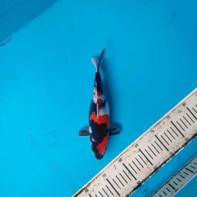 Showa 25cm