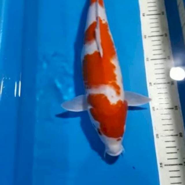 Kohaku ukur 29 cm