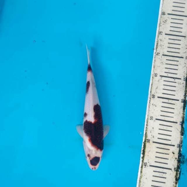 Maruten Ai Goromo 27cm