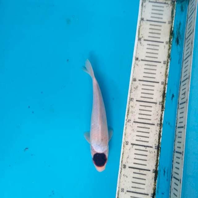 Tancho Goromo HQ 25cm