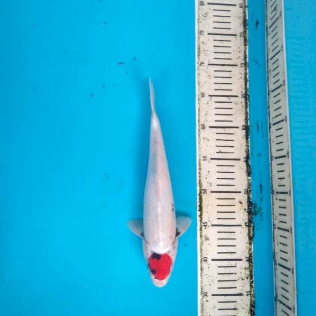 Tancho Showa Tategoi 30cm