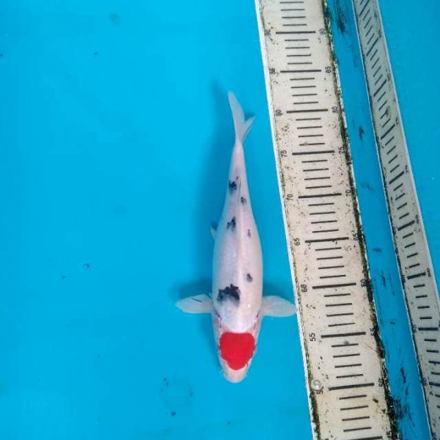 Tancho Showa 30cm