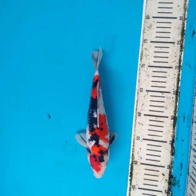 Maruten Showa Sanshoku 27cm