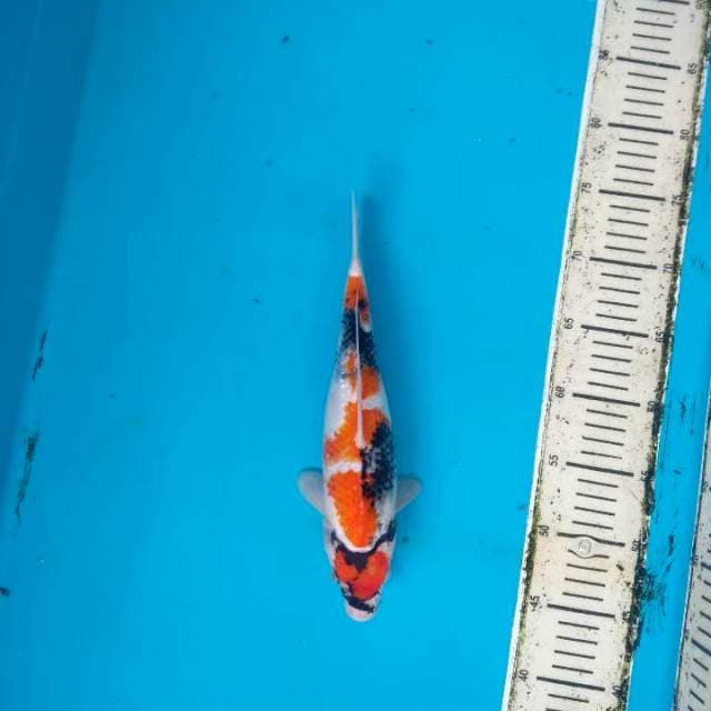 Maruten Showa Sanshoku 5 step HQ 30cm