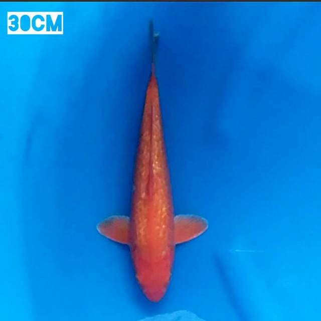 Si MATA MERAH