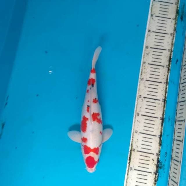 Kindai Showa HQ tategoi 35cm