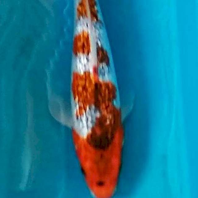 GOSHIKI GOROMO UNIQUE 27CM
