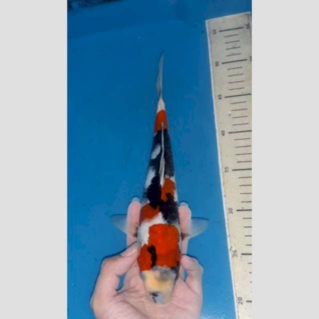 showa sangar 30cm