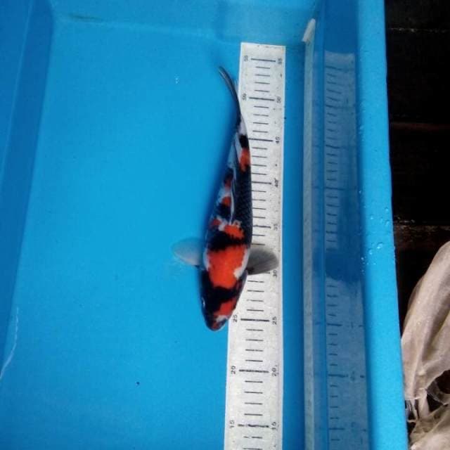 Showa 28cm