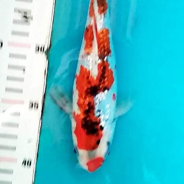 GOSHIKI GOROMO SQ 26CM