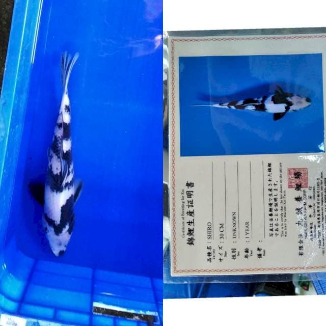 Shiro marusei