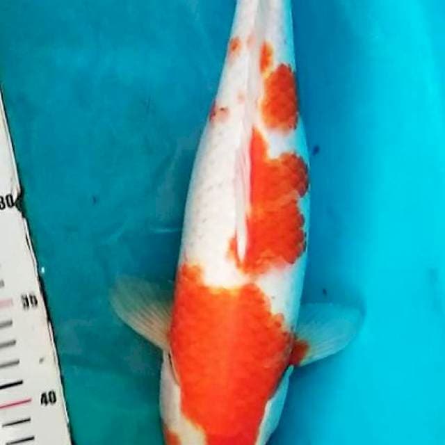KOHAKOO 40CM