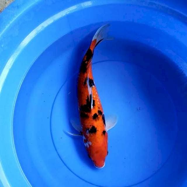 Sanke indukan 41 cm