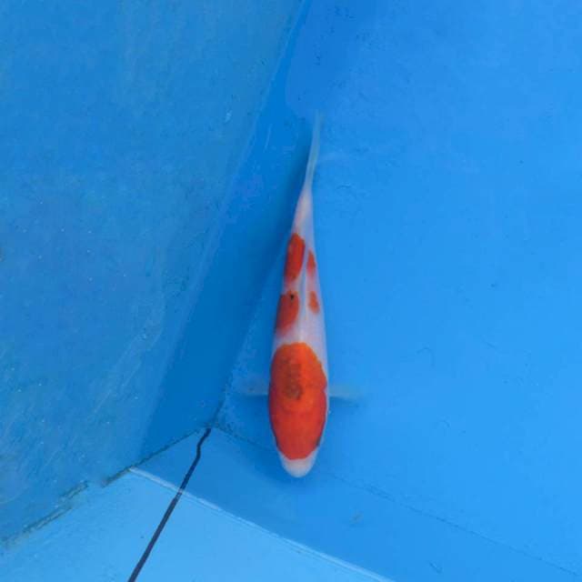 Tategoi Sanke F1