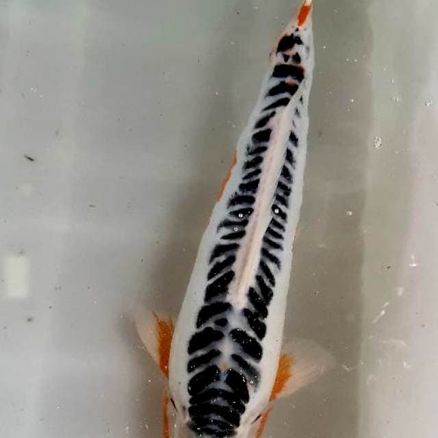 Shusui Jantan 40cm up