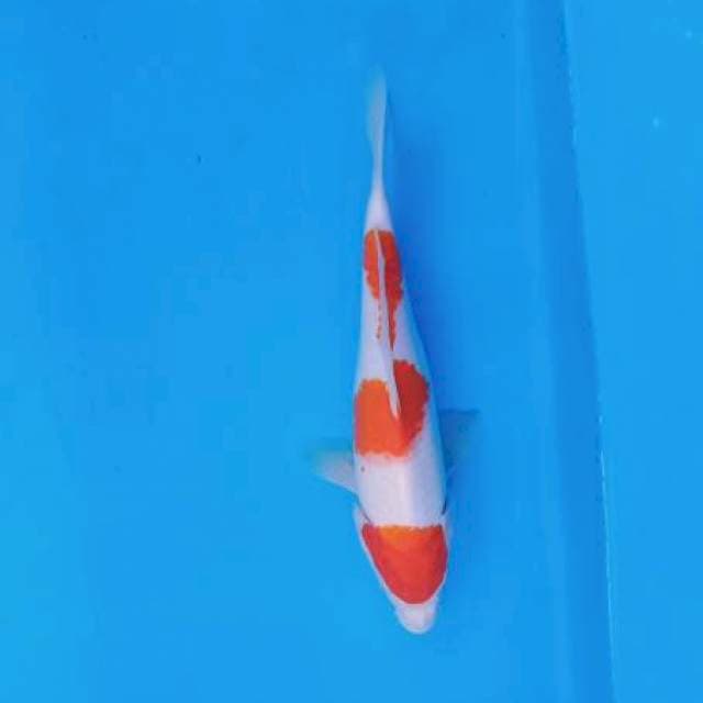 Kohaku male 28 cm