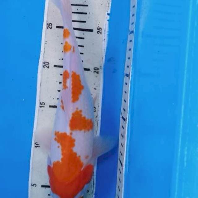 Kohaku kanoko male 29cm