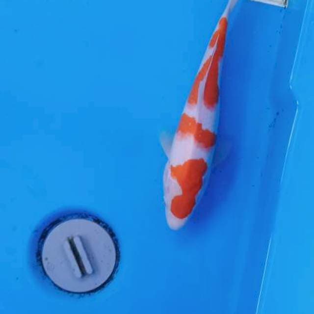 Kohaku vimale 24cm