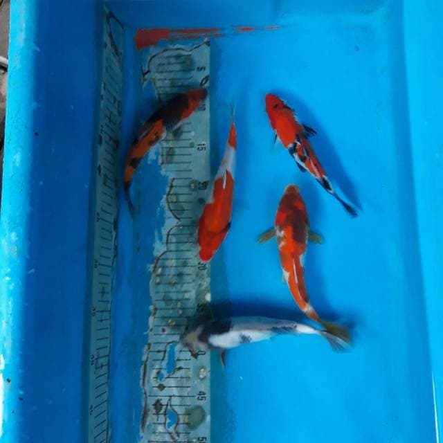 Mix