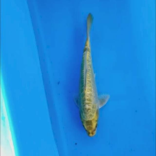 Mukasi ginrin 31 cm