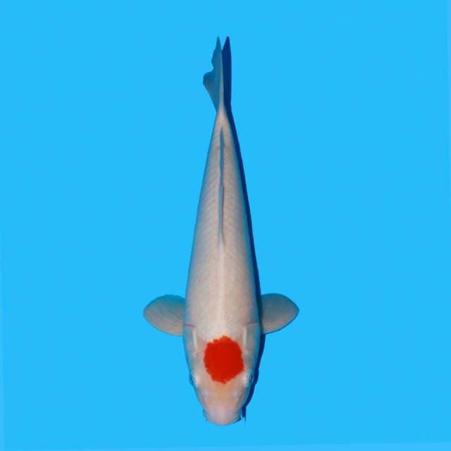 Tancho Kohaku