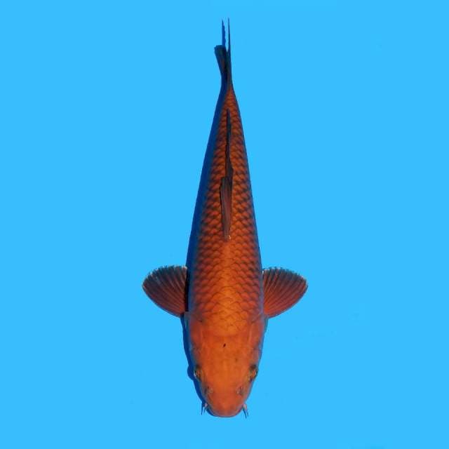 Chagoi Tembaga Merah