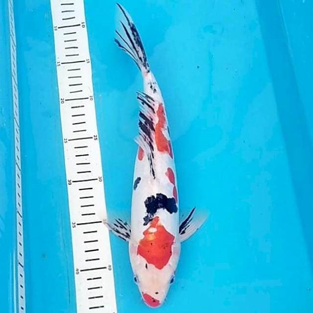 Sanke doit 🌶 34cm