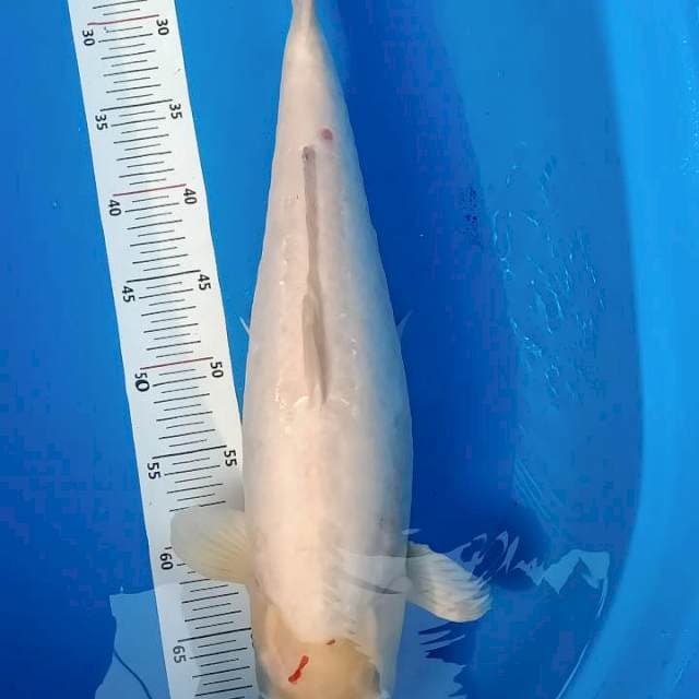 Doitsu female 50cm