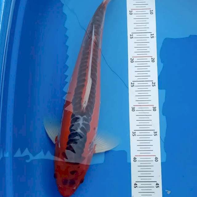 Hana shusui Male 47cm