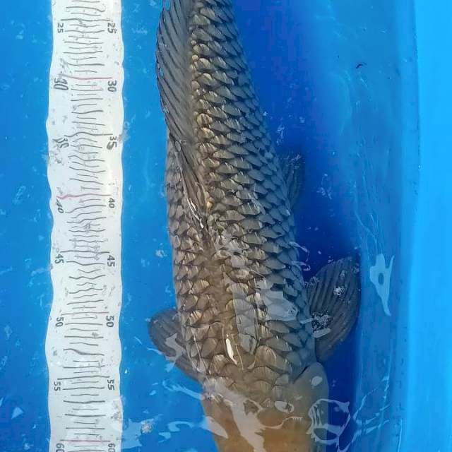 Soragoi ginrin male 62cm
