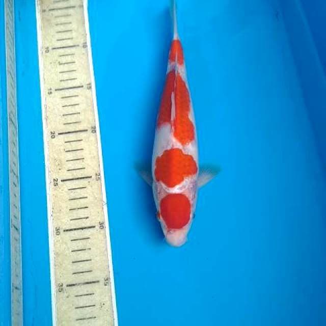 Maruten kohaku