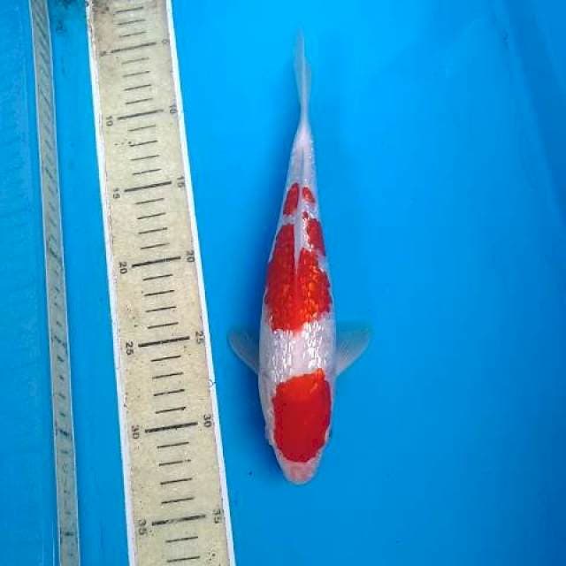 Kingirin kohaku