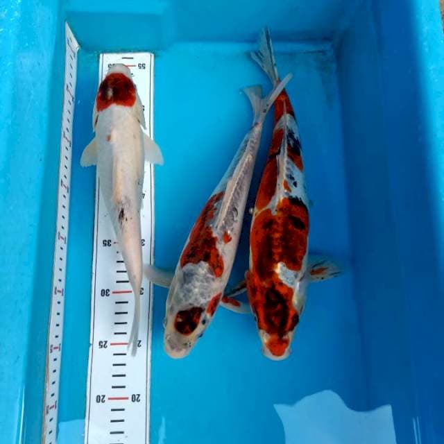 Tc Goromo dan Doit 28cm-34cm