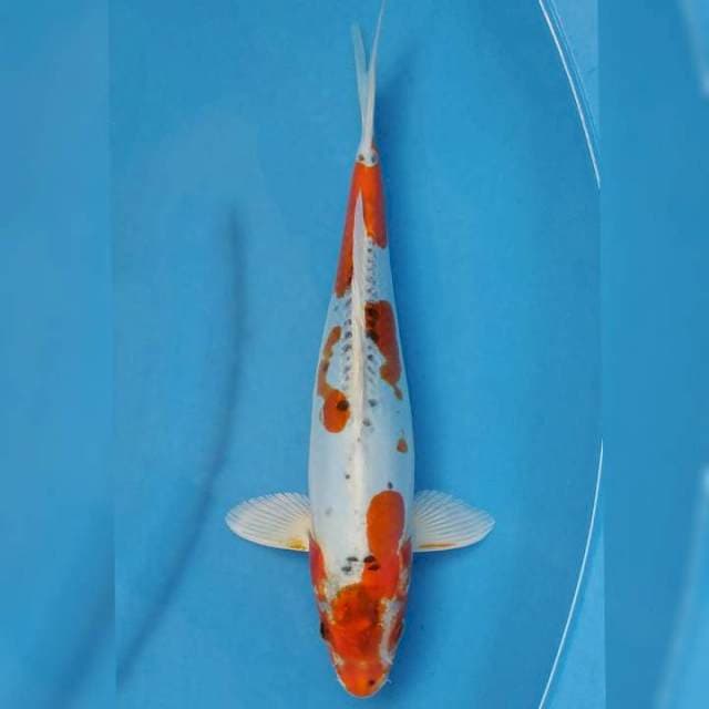 Okawa Heisei Nishiki