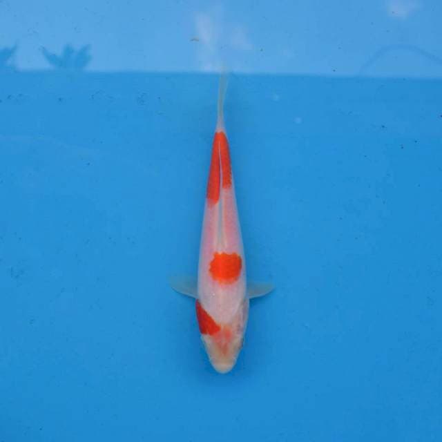 Kohaku minimalis F1