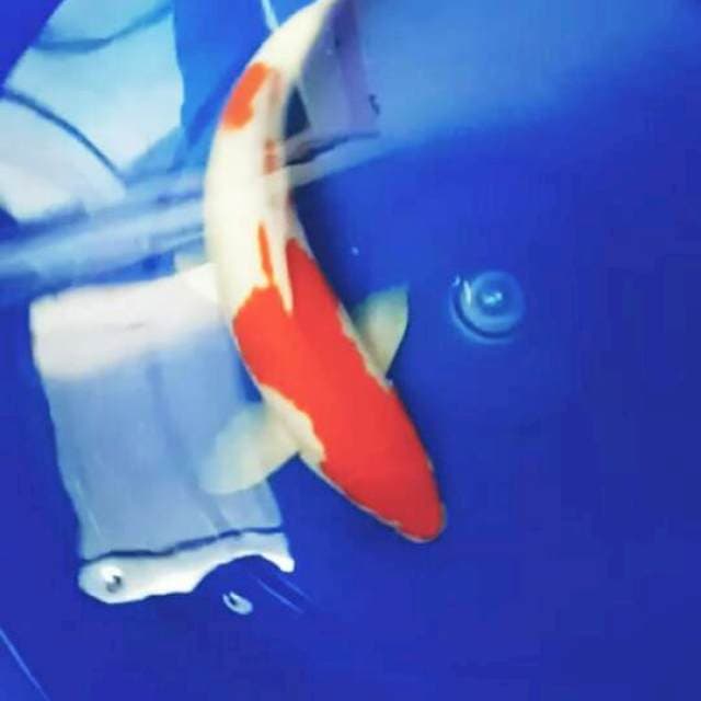 Kohaku 45 cm