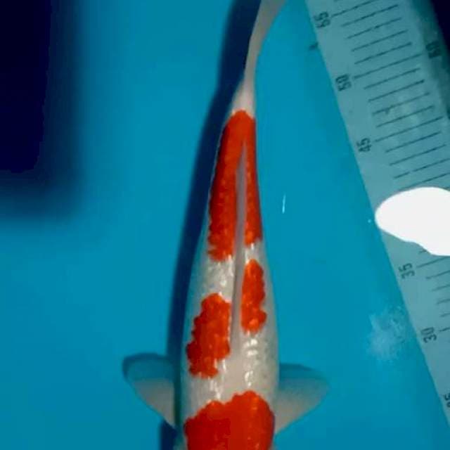 Kohaku ginrin