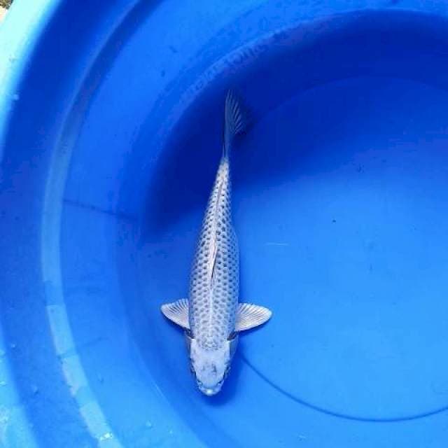 Gin matshuba ๐ 31 cm