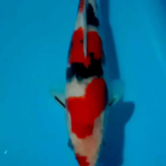 Kuchibenni sanke strong perfect tajima