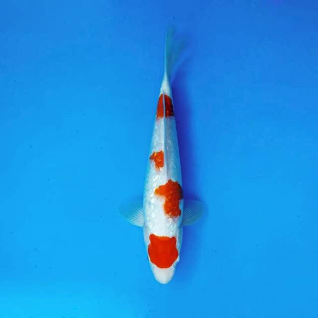 KONJO 1 - KOHAKU GIN RIN ®
