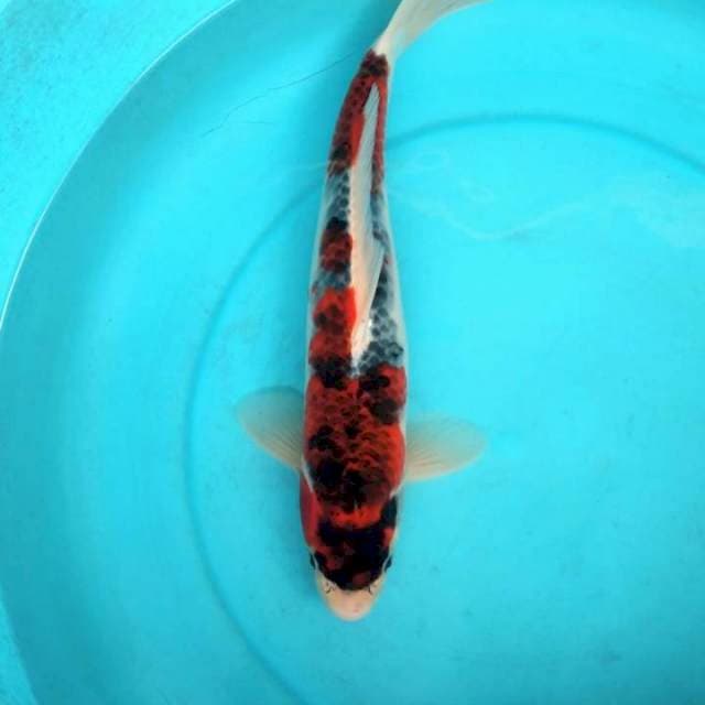 Goshiki 35cm male