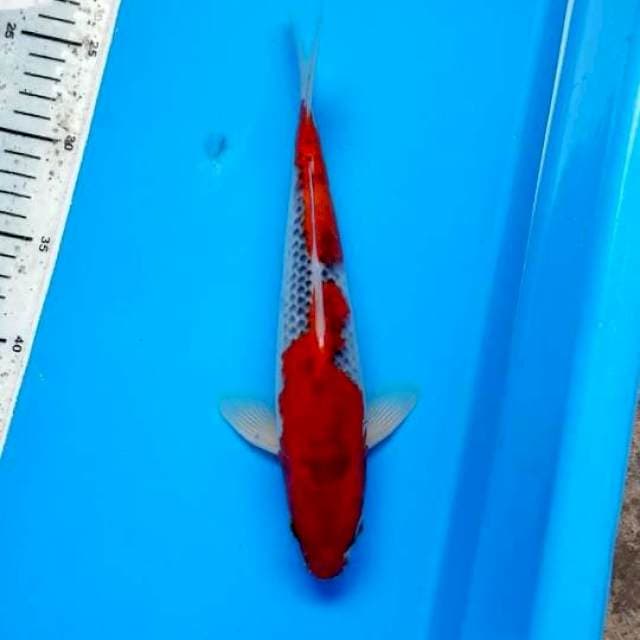 GOSHIKI RED 28 CM MALE
