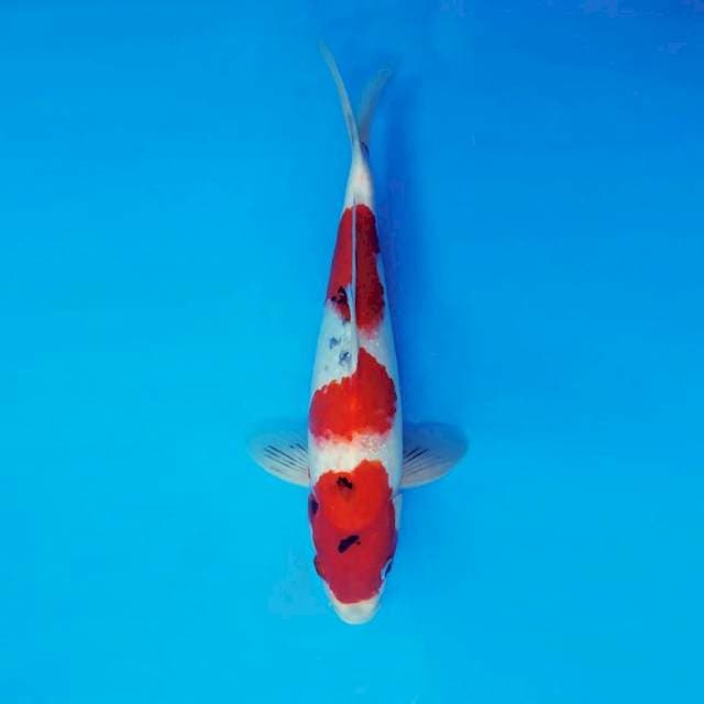 KONJO 14 - SHOWA EVOLUTION ®