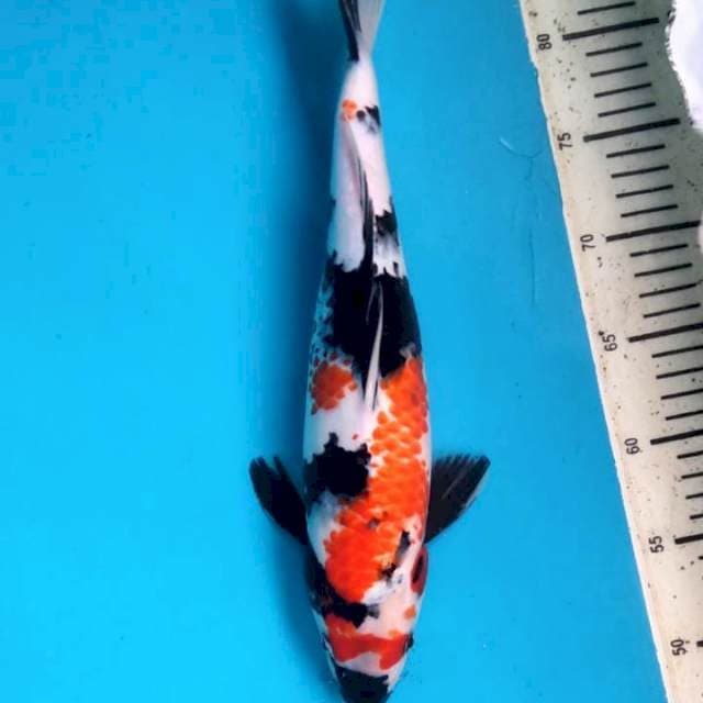 Showa 37cm jantan