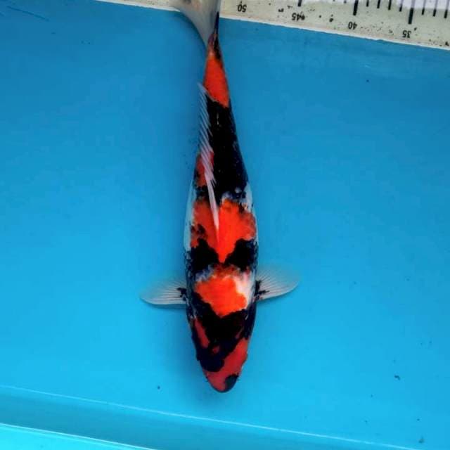 Showa 37cm betina