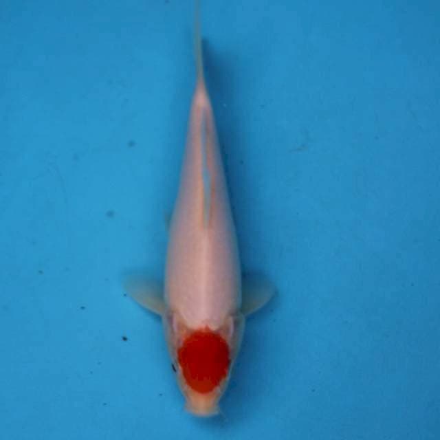 Tancho kohaku